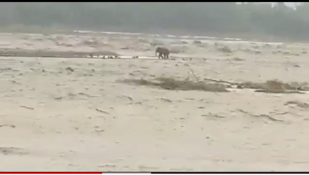 Video:- उफनती नदी के बीचो-बीच फंसा हाथी..