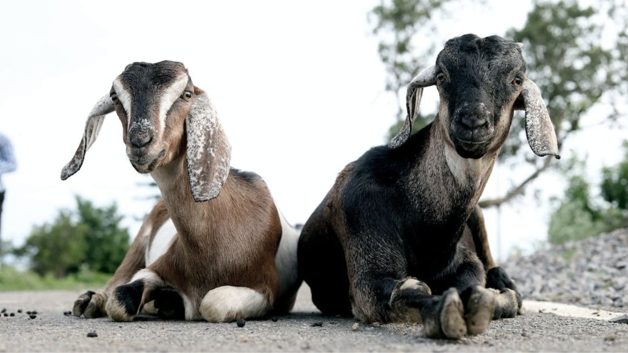 *गजब” पढ़िए ऐसा क्या था गुनाह की 9 बकरियों को हुई जेल, लगभग एक साल रहीं कैद में; पढ़िए पूरा मामला…*