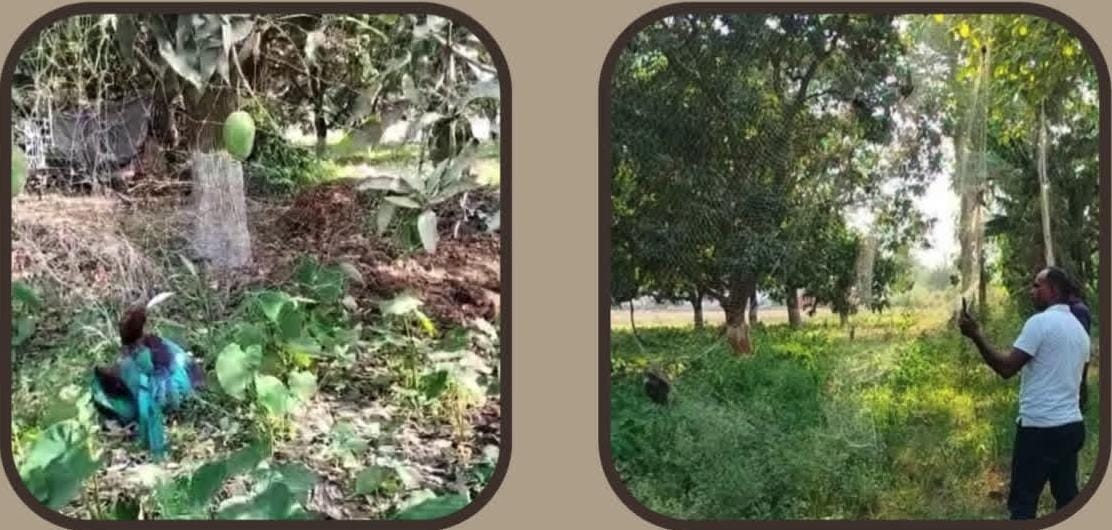 *रुद्रपुर में पक्षियों के प्रति क्रूरता का मामला, आम-लीची बचाने के लिए ले ली अनेक बेजुबान पक्षियों की जान; बगीचे में लगाए जाल, जांच में जुटा वन विभाग।*