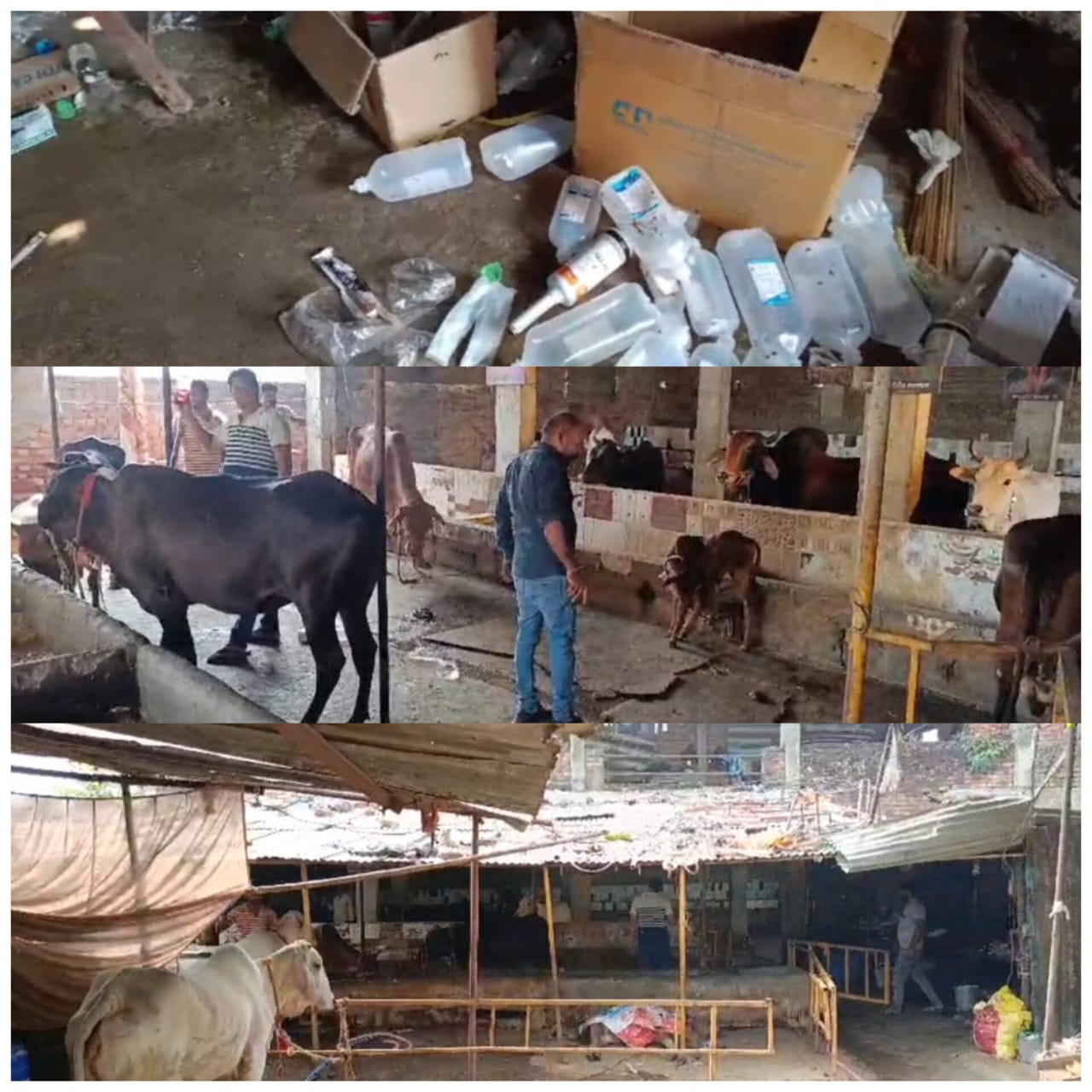 *गौशाला में 19 गाय और बछड़ों की संदिग्ध परिस्थितियों में मौत होने से हड़कंप, हिंदू संगठन ने मचाया हंगामा।*