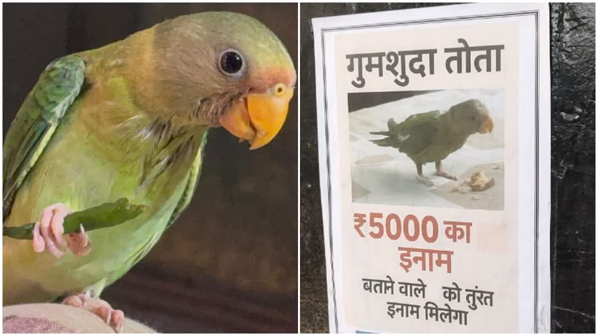 पालतू तोते की तलाश में व्यथित परिवार—शहरभर में पोस्टर, 5000 रुपये इनाम, मासूम बच्ची की आंखों में उम्मीद और पूरे शहर में बना भावुक चर्चा का विषय