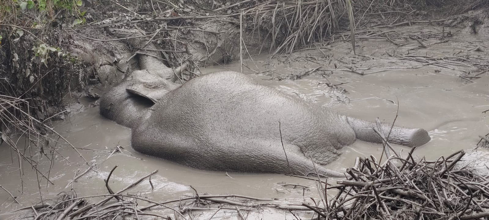 स्पेशल ट्रेन की चपेट में आया हाथी, 15 घंटे तड़पने के बाद हुआ रेस्क्यू