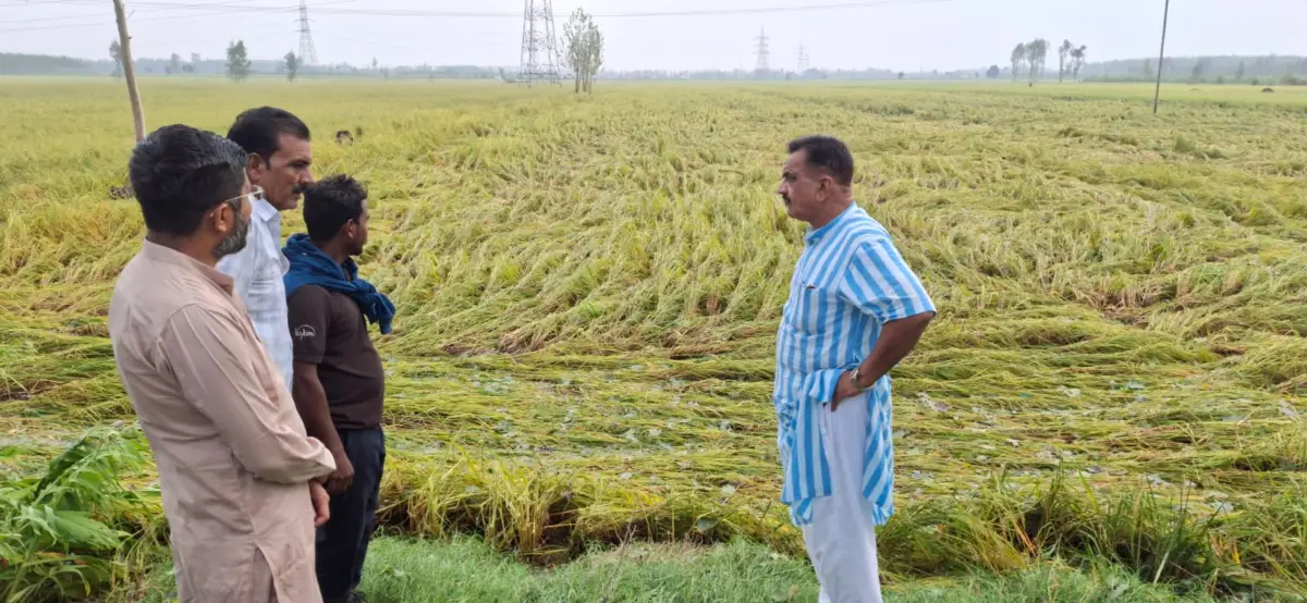 आंधी-ओलावृष्टि ने किसानों की मेहनत पर फेरा पानी, मुआवजे की मांग तेज, प्रभावित गांवों में पहुंचे पूर्व विधायक राजकुमार ठुकराल, फसलों के नुकसान का सर्वे कराकर राहत देने की मांग