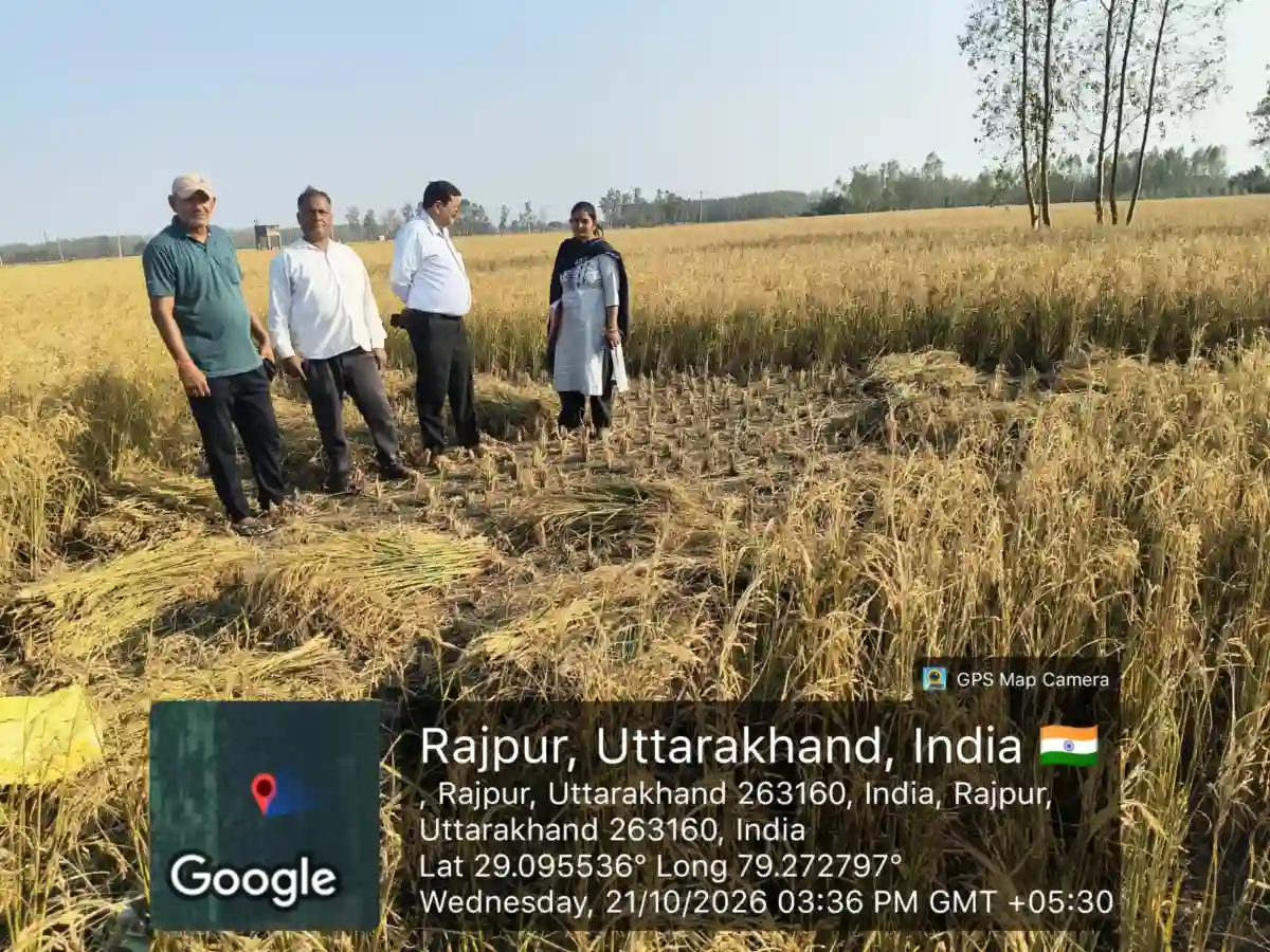 बेमौसम बारिश और ओलावृष्टि से धान की पैदावार में भारी गिरावट, क्रॉप कटिंग में एक प्लॉट में 17.52 तो दूसरे में 28.14 क्विंटल प्रति हेक्टेयर उपज, पिछले वर्षों में 55 क्विंटल तक होता था उत्पादन